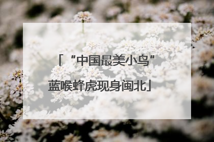 “中国最美小鸟”蓝喉蜂虎现身闽北