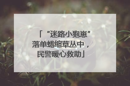 “迷路小狍崽”落单蜷缩草丛中，民警暖心救助