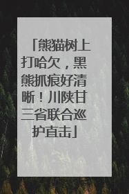 熊猫树上打哈欠，黑熊抓痕好清晰！川陕甘三省联合巡护直击