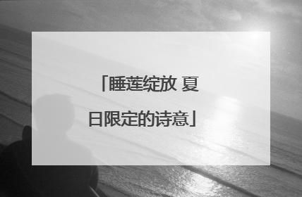 睡莲绽放 夏日限定的诗意
