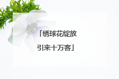 绣球花绽放 引来十万客