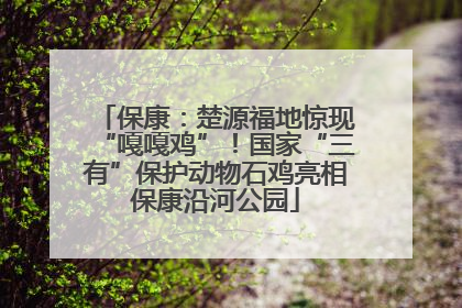 保康：楚源福地惊现“嘎嘎鸡”！国家“三有”保护动物石鸡亮相保康沿河公园
