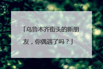 乌鲁木齐街头的新朋友，你偶遇了吗？