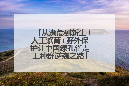 从濒危到新生！人工繁育+野外保护让中国绿孔雀走上种群逆袭之路
