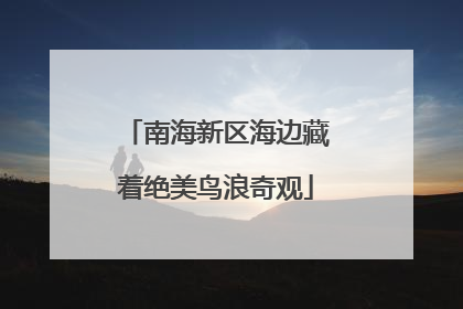 南海新区海边藏着绝美鸟浪奇观