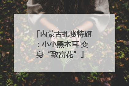内蒙古扎赉特旗：小小黑木耳 变身“致富花”