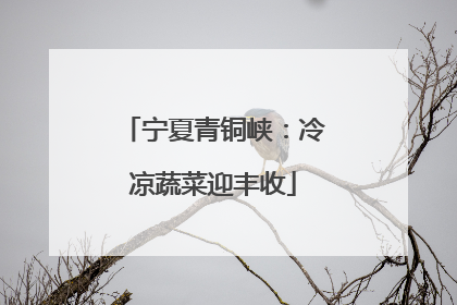 宁夏青铜峡：冷凉蔬菜迎丰收