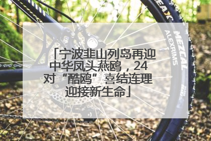 宁波韭山列岛再迎中华凤头燕鸥，24对“酷鸥”喜结连理迎接新生命