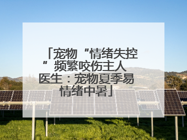 宠物“情绪失控”频繁咬伤主人 医生：宠物夏季易情绪中暑