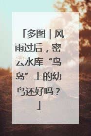 多图｜风雨过后，密云水库“鸟岛”上的幼鸟还好吗？