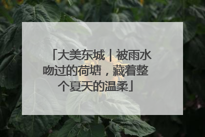 大美东城｜被雨水吻过的荷塘，藏着整个夏天的温柔