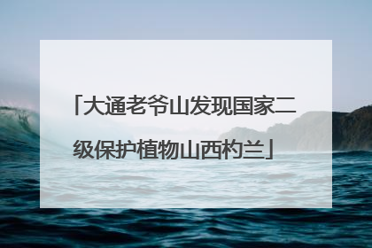 大通老爷山发现国家二级保护植物山西杓兰
