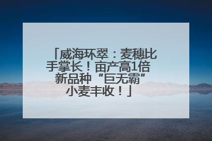 威海环翠：麦穗比手掌长！亩产高1倍 新品种“巨无霸”小麦丰收！