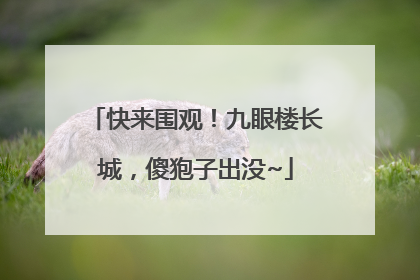 快来围观！九眼楼长城，傻狍子出没~