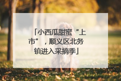 小西瓜甜蜜“上市”，顺义区北务镇进入采摘季
