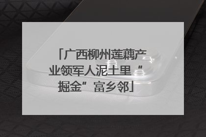 广西柳州莲藕产业领军人泥土里“掘金”富乡邻