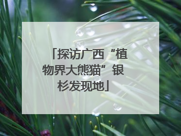 探访广西“植物界大熊猫”银杉发现地
