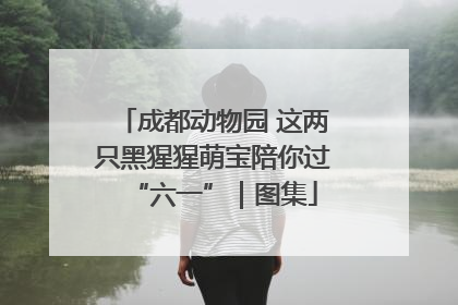 成都动物园 这两只黑猩猩萌宝陪你过“六一”｜图集