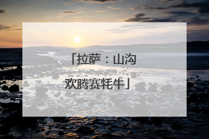 拉萨：山沟欢腾赛牦牛