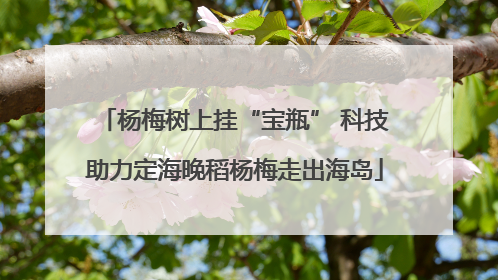 杨梅树上挂“宝瓶” 科技助力定海晚稻杨梅走出海岛