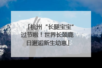 杭州“长腿宝宝”过节啦！世界长颈鹿日邂逅新生幼崽