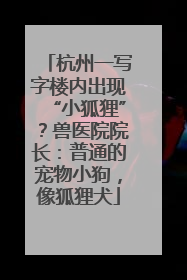 杭州一写字楼内出现“小狐狸”？兽医院院长：普通的宠物小狗，像狐狸犬