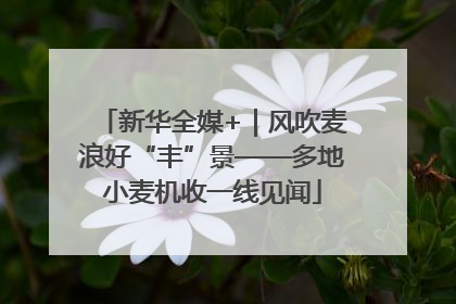 新华全媒+｜风吹麦浪好“丰”景——多地小麦机收一线见闻