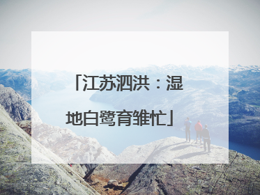 江苏泗洪：湿地白鹭育雏忙