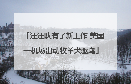 汪汪队有了新工作 美国一机场出动牧羊犬驱鸟