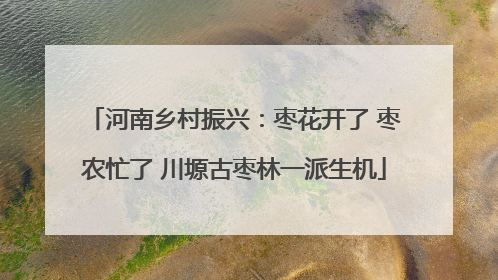 河南乡村振兴:枣花开了 枣农忙了 川塬古枣林一派生机