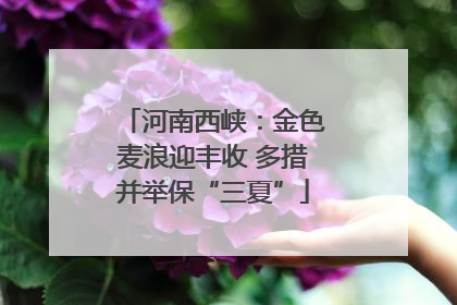 河南西峡：金色麦浪迎丰收 多措并举保“三夏”