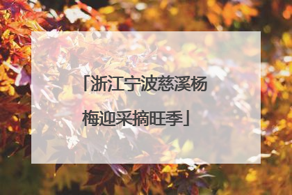 浙江宁波慈溪杨梅迎采摘旺季