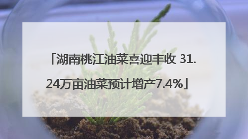 湖南桃江油菜喜迎丰收 31.24万亩油菜预计增产7.4%