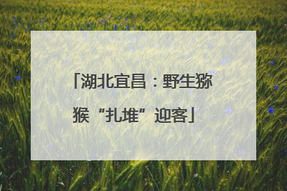 湖北宜昌：野生猕猴“扎堆”迎客