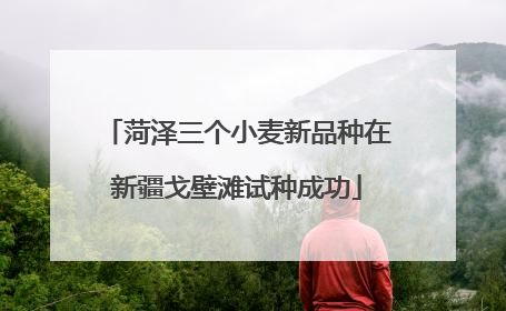 菏泽三个小麦新品种在新疆戈壁滩试种成功