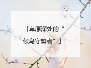 草原深处的“候鸟守望者”