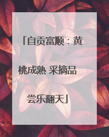 自贡富顺：黄桃成熟 采摘品尝乐翻天