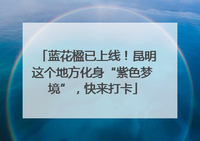 蓝花楹已上线！昆明这个地方化身“紫色梦境”，快来打卡