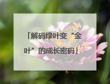 解码绿叶变“金叶”的成长密码