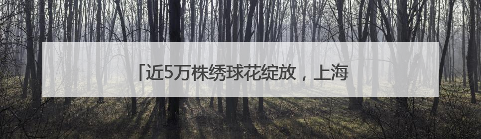 近5万株绣球花绽放，上海滨江森林公园绣球花展开幕