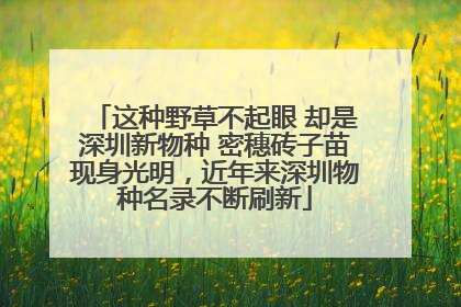 这种野草不起眼 却是深圳新物种 密穗砖子苗现身光明，近年来深圳物种名录不断刷新