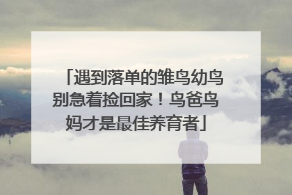 遇到落单的雏鸟幼鸟别急着捡回家！鸟爸鸟妈才是最佳养育者