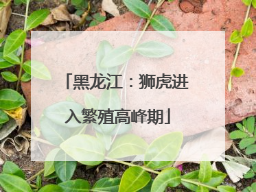 黑龙江：狮虎进入繁殖高峰期
