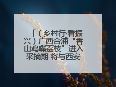 （乡村行·看振兴）广西合浦“香山鸡嘴荔枝”进入采摘期 将与西安“梦幻联动”