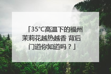 35℃高温下的福州茉莉花越热越香 背后门道你知道吗？
